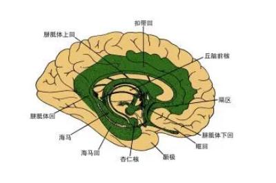 胼胝質怎么讀 胼胝體是什么意思