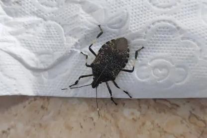 家里為什么會有臭蟲？什么原因引起的