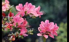 描寫杜鵑花的優美句子 形容杜鵑花的唯美句子