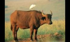 屬牛的今年多大2024年了？虛歲幾歲了？