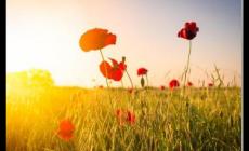 一個開玩笑試探性的表白的句子 有關表白的句子