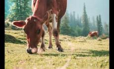 vp加速器免費(fèi)是什么意思 小牛vp永久免費(fèi)加速器