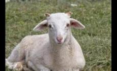 羊用什么來辨味？羊用什么辨別味道？