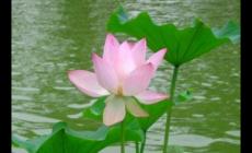 荷花的寓意象征是什么意思 荷花花語大全