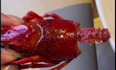 中看不中吃！100塊錢的龍蝦90塊錢的殼！