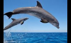 海豚是哺乳動物嗎？海豚是不是哺乳動物？