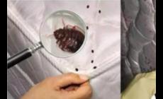 家里有臭蟲是什么原因引起的?應該怎么辦?