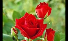 英國(guó)國(guó)花是什么花 英國(guó)國(guó)花是什么花名字