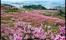 2024成都青白江龍門桃花季活動最新消息（時間、地點、活動內容）