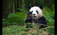 熊貓生態公園在哪里 成都大熊貓博物館介紹攻略