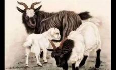 屬羊人哪年出生命最好 1979年生的屬羊人命運(yùn)解析