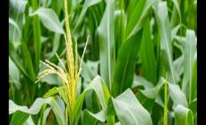 玉米什么時候傳入中國的 玉米原產地在哪