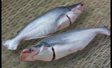 巴沙魚很臟對人體危害很大是真的嗎 為什么巴沙魚這么便宜