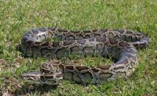 中國最大一條蛇多大？有記錄的