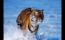 屬虎的最怕的三個生肖是什么（猴、蛇、豬）