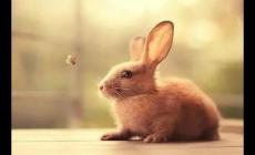 2024年屬兔人的全年運勢詳解 2024年屬兔人的運勢分析