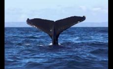 鯨享卡是干什么用的 鯨享卡是什么有什么用