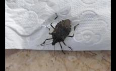 家里為什么會有臭蟲?什么原因引起的