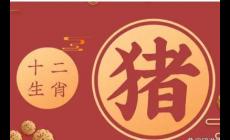 豬年是哪幾年? 今年屬豬的多大了?