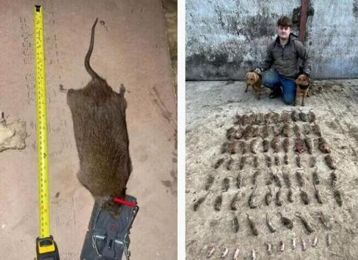 英國捕鼠者捕捉到比狗還大的老鼠，越來越大越大膽!