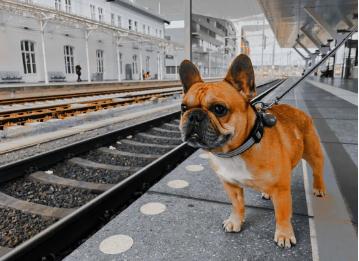坐火車可以帶寵物嗎？坐火車能不能帶寵物？