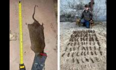 英國捕鼠者捕捉到比狗還大的老鼠，越來越大越大膽!