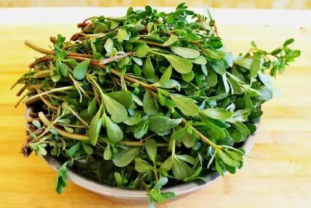 馬齒莧怎么讀？馬齒莧的正確讀音