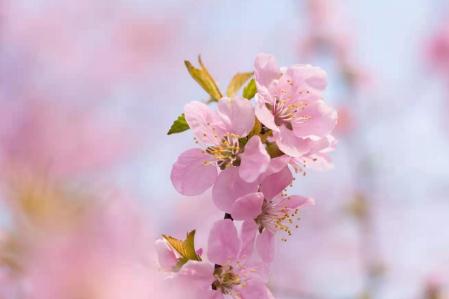 處女座的星座花都有哪些啊？處女座的星座花介紹