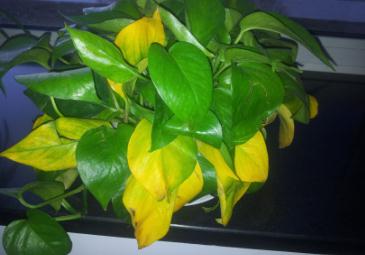 家里綠蘿葉子黃了怎么辦？綠蘿葉子黃了怎么辦怎么救？