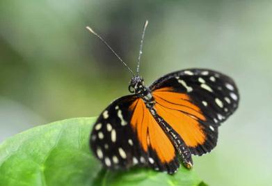 蝴蝶是昆蟲嗎?正確答案