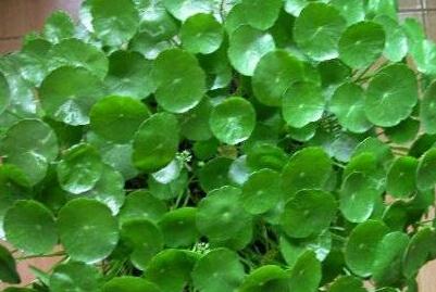 金錢(qián)草的功效與作用及食用方法