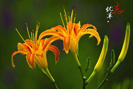 忘憂草是哪種植物的別稱 