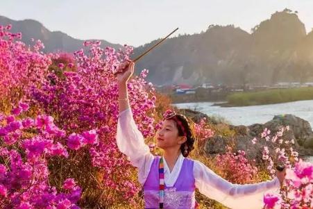 金達萊花歌詞中文翻譯