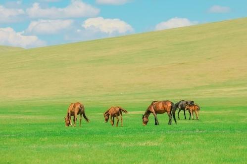 呼倫貝爾大草原幾月去最好 呼倫貝爾大草原旅游攻略