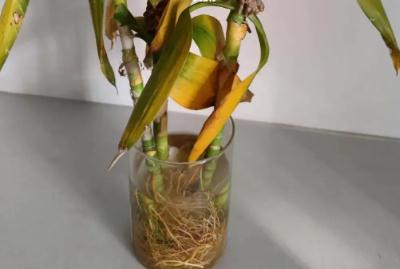 剛養(yǎng)的富貴竹葉子黃了怎么辦（富貴竹葉子黃了怎么辦）