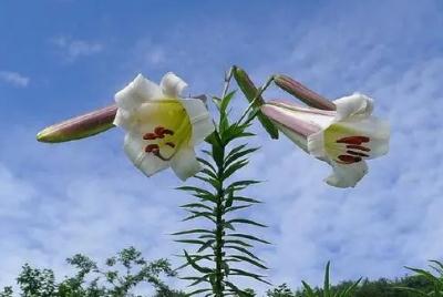 野百合的功效與作用是什么