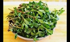 馬齒莧怎么讀?馬齒莧的正確讀音