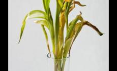 郁金香葉子黃了怎么辦？解決方法是什么？