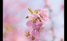 處女座的星座花都有哪些?。刻幣男亲ń榻B