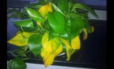 家里綠蘿葉子黃了怎么辦？綠蘿葉子黃了怎么辦怎么救？