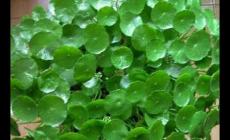 金錢草的功效與作用及食用方法