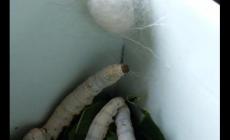 蠶吐絲時要給他準備什么盒子