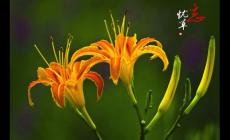 忘憂草是什么植物的別稱 忘憂草是哪種植物的別稱