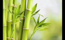 竹子象征什么精神品質的人