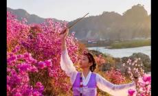 金達(dá)萊花歌詞中文翻譯