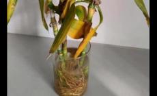 剛養的富貴竹葉子黃了怎么辦（富貴竹葉子黃了怎么辦）