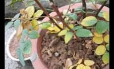 玫瑰葉子黃了怎么辦小妙招（玫瑰葉子黃了怎么辦）