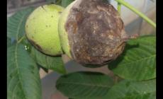 核桃又苦又澀怎么回事