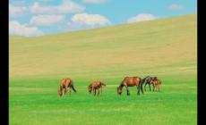 呼倫貝爾大草原幾月去最好 呼倫貝爾大草原旅游攻略