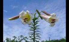 野百合的功效與作用是什么